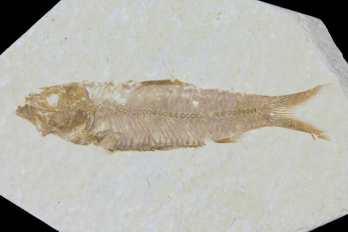 Knightia Fossil Fish - Wyoming #79953
